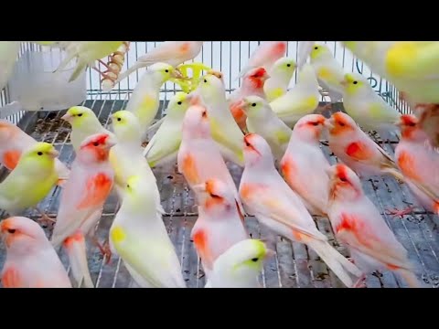 Видео: 11. 2025.Yanvar Кара Камиш канарека Бозори