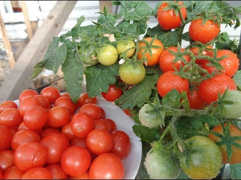 Видео: КАКОЙ УРОЖАЙ МОГУТ ДАТЬ ТОМАТЫ НА БАЛКОНЕ. Ольга Чернова.