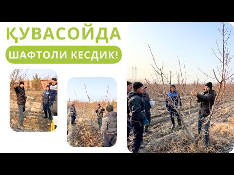 Видео: ШАФТОЛИНИ ЯНГИ УСУЛДА КЕСИШНИ ҚАБУЛ ҚИЛГАН ҚУВАСОЙЛИК ИЛҒОР КЕСУВЧИЛАР БИЛАН ДАРАХТ КЕСДИК!