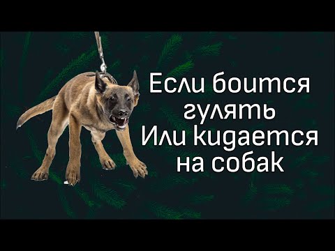 Видео: С чего начать коррекцию проблемного поведения на улице?