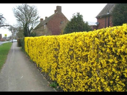 Видео: ФОРЗИЦИЯ . Примеры формировки . Обзор растений, Часть 2.