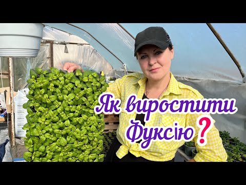 Видео: Фуксія. Особливості вирощування квітки