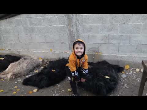 Видео: Ак-Суу улок  той 1-кисм Гиёсжон,Илёсжон ва Шохобиддинларнинг фарзандларига атаган улоглик туйлари