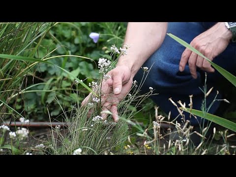 Видео: Луковая энциклопедия, или Разбираемся в разновидностях лука