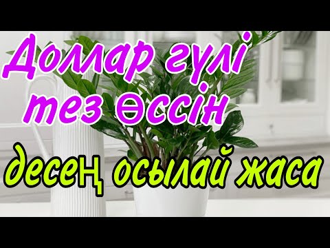 Видео: Доллар неге жаңа сабақ шығармайды. Жаңа сабақ шығармаса не істейміз.Гүлдер әлемі.Үй гүлдері күтімі