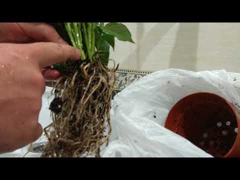 Видео: Спатифиллум. Посадка в фитофильтр.