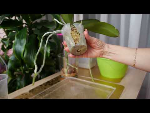 Видео: Пересадка орхидеи в новую стеклянную колбу. Полезное от девочек.