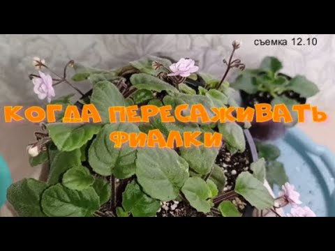 Видео: КОГДА ПЕРЕСАЖИВАТЬ ФИАЛКИ, по каким признакам!#цветы #фиалки #flowers