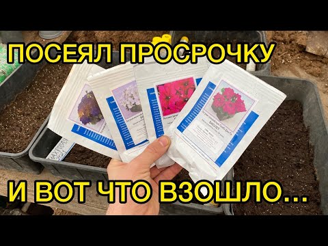 Видео: Проверка всхожести просроченных семян петунии
