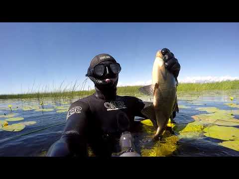 Видео: Подводная охота. Финский залив. (весна, лето 2020 г.).
