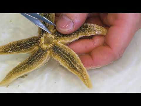 Видео: 5. Иглокожие: вскрытие