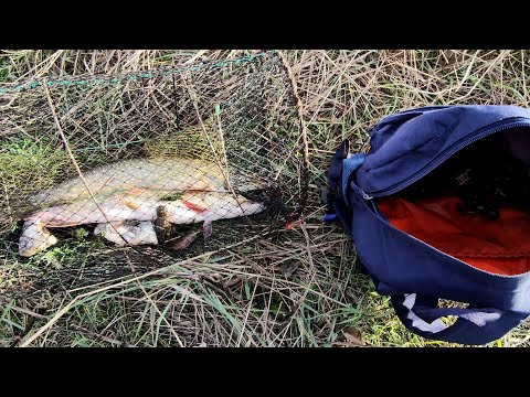 Видео: ВОТ ЭТО УЛОВ!!! Моя лучшая рыбалка на верши и китайские раколовки!