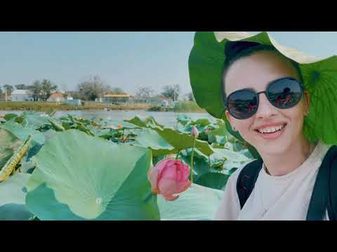 Видео: Лотосы Калмыкия.Верблюжий остров в Джалыково