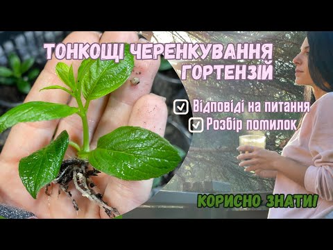 Видео: Чому не виходить? Відповіді . Живцювання/ розмноження /черенкування / укорінення гортензії живцем