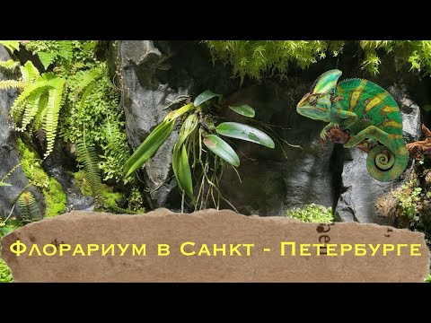 Видео: Обзор гигантского флорариума в Санкт-Петербургском океанариуме #флорариум #orchidbeauty