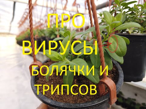 Видео: Вирус петунии, болезни цветов и вредители.