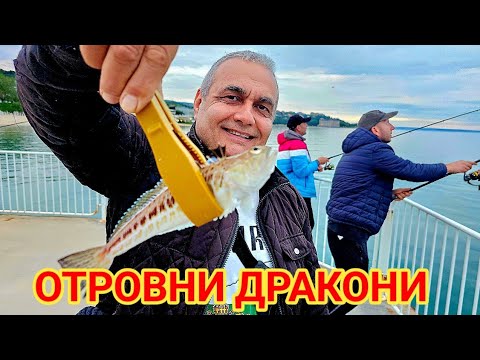 Видео: Бесни Дракони и едър Сафрид на чепаре в тъмницата! Напълнихме баката!