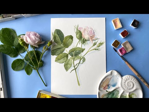 Видео: Как нарисовать нежную розу акварелью. How to draw a rose in watercolor