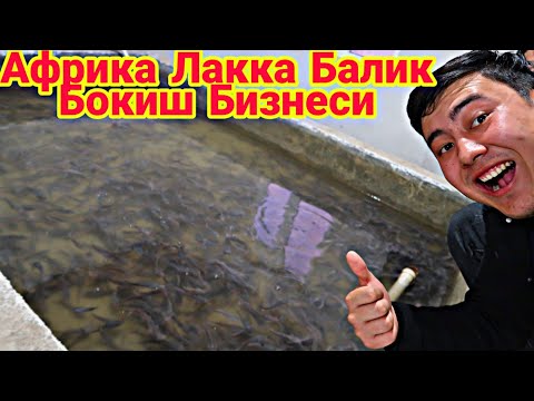 Видео: АФРИКА ЛАККА БАЛИК БОКИШ БИЗНЕСИ КАТТА ДАРОМАД