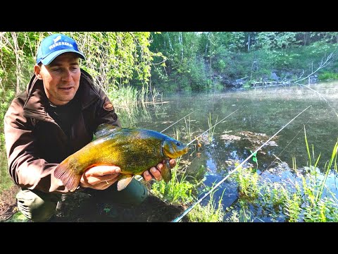 Видео: ЛИН на Поплавок . Відкрив сезон з лову Линка на вудочку