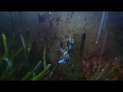 Видео: апогоны (pterapogon kauderni) начали разводиться. (часть I)