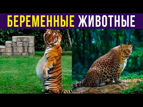 Видео: Приколы. БЕРЕМЕННЫЙ ТИГР))) | Мемозг #399