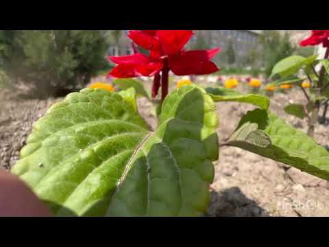 Видео: Улуу көч. Э.Шакиров ат. №3 "Охна" ж.б.б.м. «Жаш кыял» бий ийрими