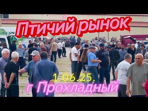 Видео: Голуби цены Птичий рынок г Прохладный