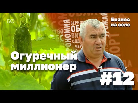 Видео: Огуречный миллионер из Арского района | Бизнес на селе #12