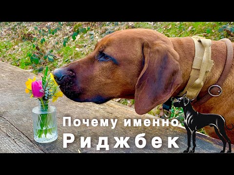 Видео: Почему выбрал именно Риджбека, особенности породы!