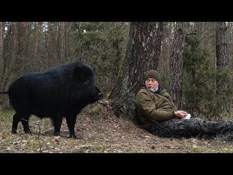 Видео: Я встретил его в лесу и всё пошло не по плану | Обустройство лесного хутора | бушкрафт