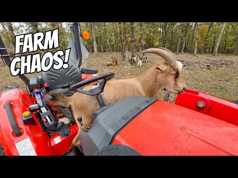 Видео: Самые НЕПРЕДСКАЗУЕМЫЕ животные!