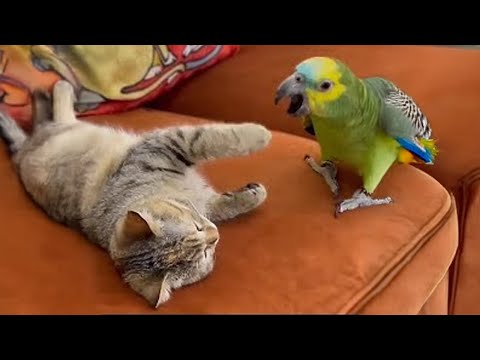 Видео: Кот полностью помешался на этих птицах 🤣 Смешная жизнь животных