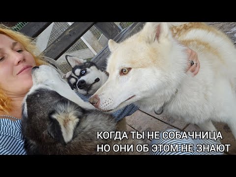 Видео: ЛЮБИТЕЛЬНИЦА КОШЕК И ЕНОТОВ В СОБАЧЬЕЙ СТАЕ | Хаски Ленд ПИТОМНИК СОБАК Одинцово | ЛЕТО В МОСКВЕ