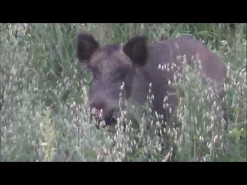 Видео: ОХОТА на ОВСАХ.(часть 2)