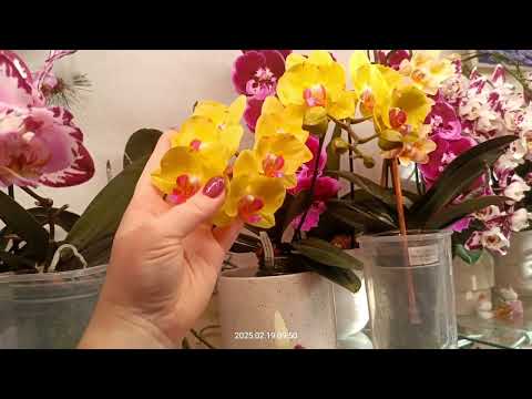 Видео: И снова обзор цветущих орхидей) Начинаем сначала! 20.02.25