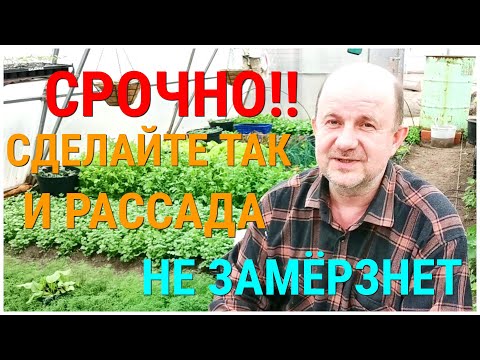 Видео: Защита помидоров от Заморозков. Чтобы рассада Томатов не замёрзла. Ночью Заморозки, что делать ?