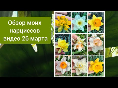 Видео: обзор моих нарциссов.26 марта 2023 г.
