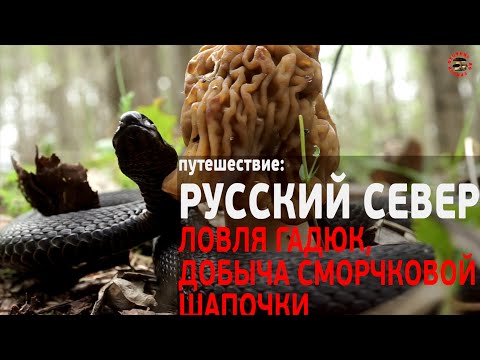 Видео: Русский север, ловля гадюк между поиском СМОРЧКОВОЙ ШАПОЧКИ