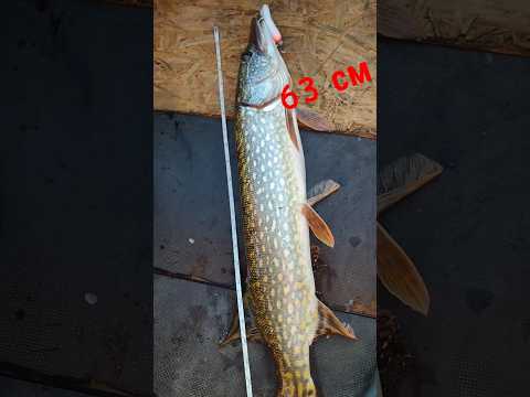 Видео: Большая рыба поломала спиннинг. Щука 63 см. #fishing #рыбалка #fish