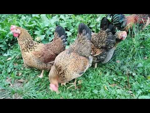 Видео: КУЧИНСКАЯ ЮБИЛЕЙНАЯ моя порода кур