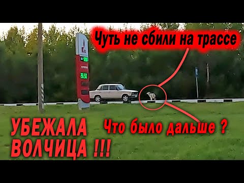 Видео: ЧП !!! По дороге на съемки фильма СТРАХ Волчица СБЕЖАЛА. Что было дальше !!!???