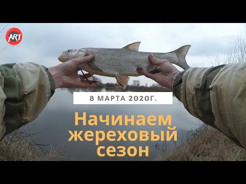 Видео: Жерех ранней весной. Начинаем жереховый сезон 2020