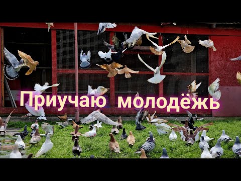 Видео: Приучаю молодёжь 2023