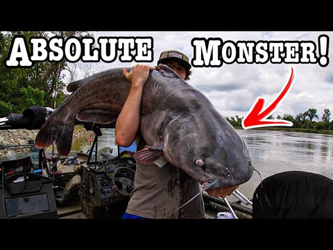 Видео: Неожиданная ГИГАНТСКАЯ рыба всей жизни забивает огромную наживку!!! (ОГРОМНУЮ!!)