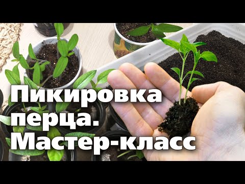 Видео: КАК ПРОВЕСТИ ПИКИРОВКУ ПЕРЦА.  Рекомендации опытного садовода