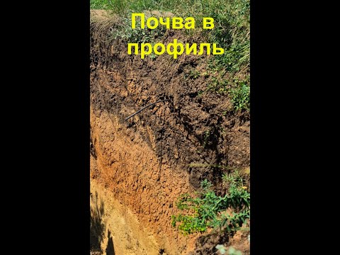 Видео: Почвенный срез. Мини- репортаж.