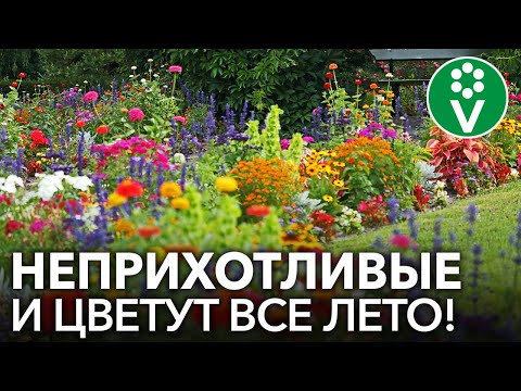 Видео: ЛЕНИВАЯ КЛУМБА! Лучшие однолетние цветы, которые непременно стоит посеять!