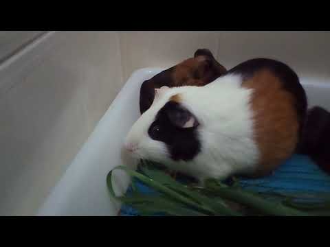 Видео: Как определить пол детёныша морской свинки на 100%