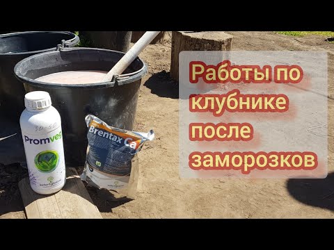 Видео: Делаем всё для восстановления клубники после морозов